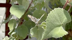 Heliopetes ericetorum