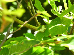 Lomaspilis marginata