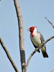 Paroaria coronata
