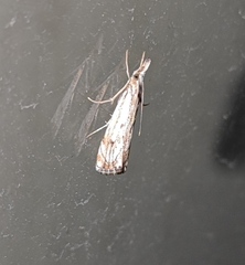 Catoptria falsella
