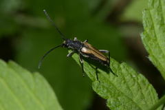 Anastrangalia dubia