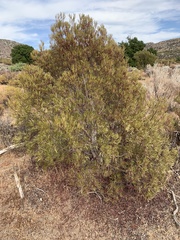 Ornithostaphylos oppositifolia