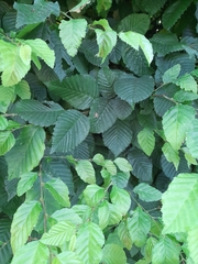 Araneus diadematus