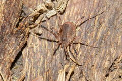 Lacinius ephippiatus