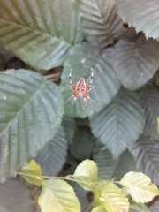 Araneus diadematus