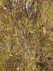Ornithostaphylos oppositifolia