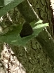 Satyrium liparops