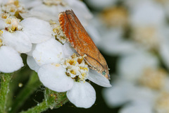Lathronympha