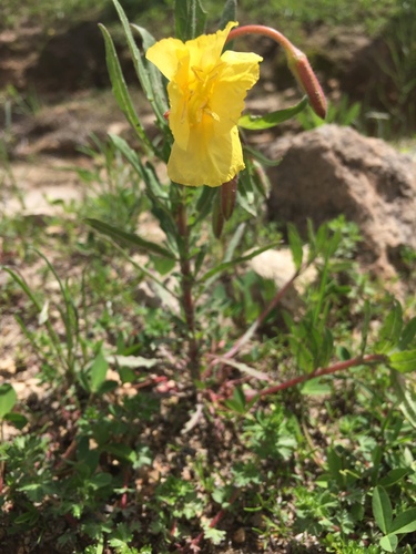 Image of Oenothera pubescens by (c) Oscar C. González Martínez, some rights reserved (CC BY-SA)