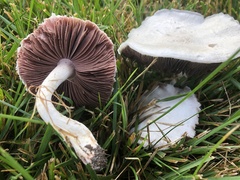 Agaricus andrewii