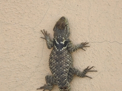 Sceloporus torquatus