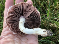 Agaricus andrewii
