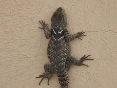 Sceloporus torquatus