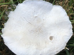 Agaricus andrewii