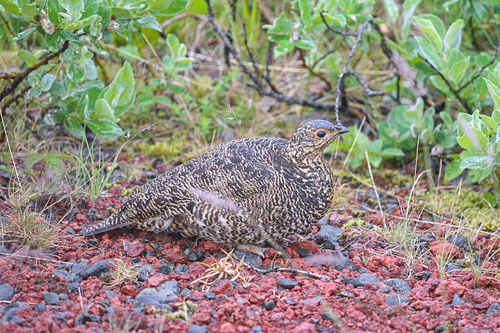 Lagópodo alpino (Lagopus muta)