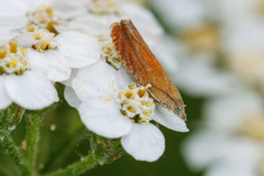 Lathronympha