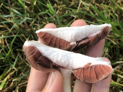 Agaricus andrewii