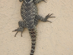 Sceloporus torquatus