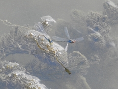 Erythromma viridulum