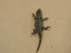 Sceloporus torquatus