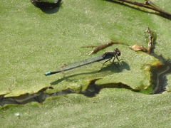 Erythromma najas