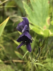 Aconitum delphiniifolium