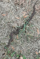 Vipera aspis zinnikeri