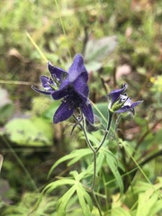 Aconitum delphiniifolium