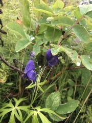 Aconitum delphiniifolium