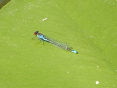 Erythromma viridulum