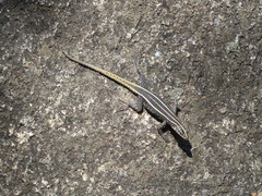 Platysaurus intermedius rhodesianus