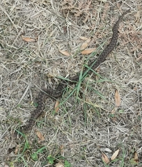 Vipera aspis zinnikeri
