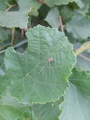 Opilio canestrinii