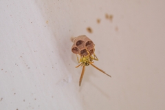Mischocyttarus basimacula
