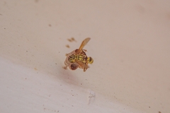 Mischocyttarus basimacula
