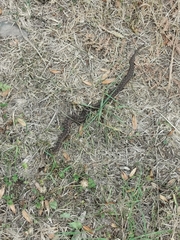 Vipera aspis zinnikeri