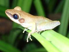 Chalcorana parvaccola