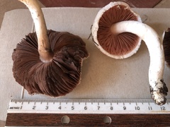Agaricus andrewii