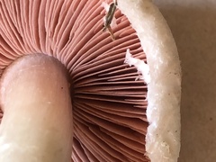 Agaricus andrewii