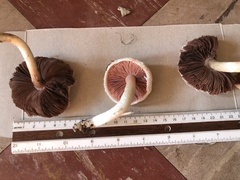 Agaricus andrewii