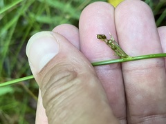 Juncus gymnocarpus