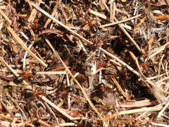 Formica exsecta