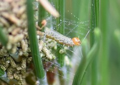 Acantholyda hieroglyphica