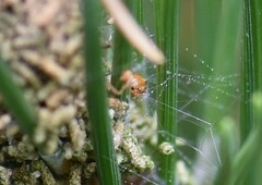 Acantholyda hieroglyphica