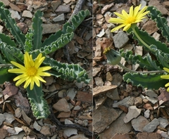 Othonna auriculifolia