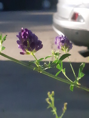 Medicago sativa