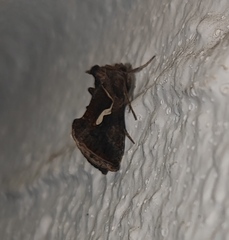 Macdunnoughia confusa