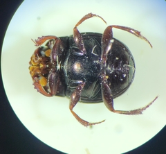 Ateuchus histeroides