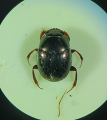 Ateuchus histeroides