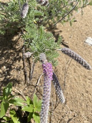 Dalea villosa villosa